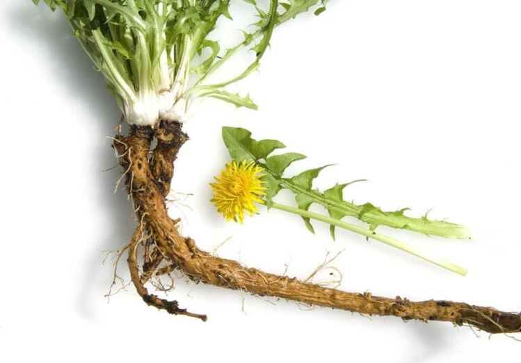 dandelion root in the treatment of cervical osteochondrosis